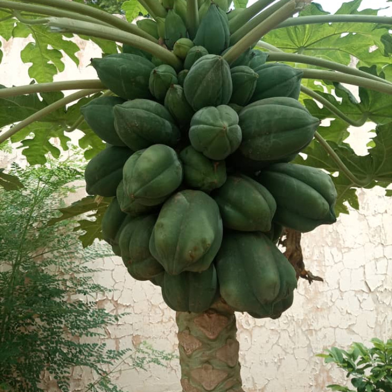Guide pratique pour la production de la papaye
